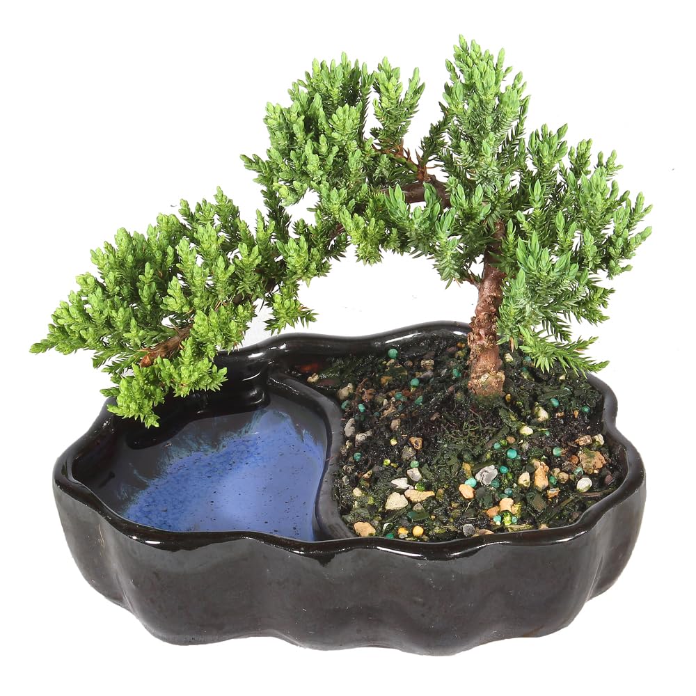 Amazon.com: Brussel's Bonsai - Live Green Mound Juniper Bonsai